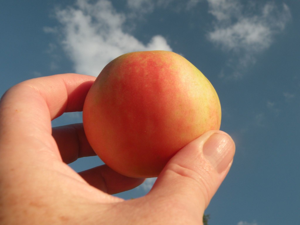 【种子】 中等番茄 毛茸茸的 萨顿桃吻 番茄 5粒 - 图0