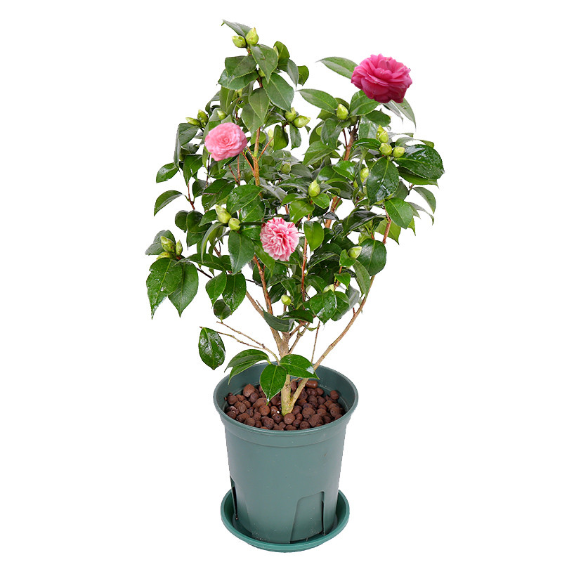 山茶花树苗盆栽带花苞花卉观花植物室内好养四季开花不断五色赤丹 山茶花树苗盆栽带花苞花卉观花植物室内好养四季开花不断五色赤丹