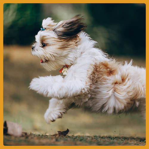 宠物狗西施犬克隆服务生物科技改变生活 - 图2