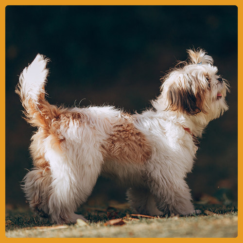 宠物狗西施犬克隆服务生物科技改变生活 - 图0