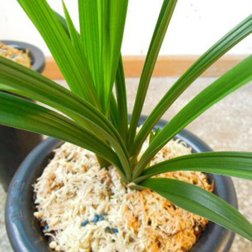 兰花春剑名品荷瓣学林荷易养活易来芽室内客厅盆栽花卉绿植好养 - 图2