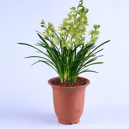 兰花 【十八格格】矮种 浓香兰花苗建兰四季兰花盆栽室内花卉绿植 - 图2