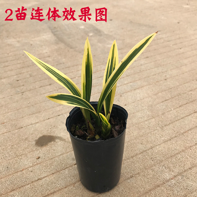 兰花红神荷兰花苗墨兰金边线艺荷瓣盆栽室内花卉绿植实拍发货-图2