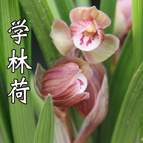 兰花春剑名品荷瓣学林荷易养活易来芽室内客厅盆栽花卉绿植好养 - 图0