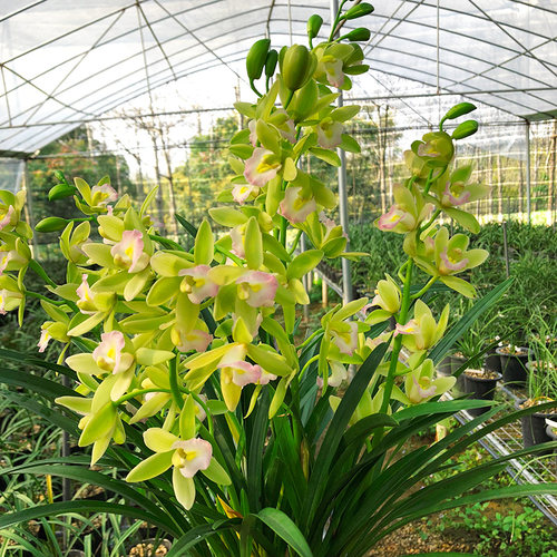 兰花 【十八格格】矮种 浓香兰花苗建兰四季兰花盆栽室内花卉绿植 - 图1