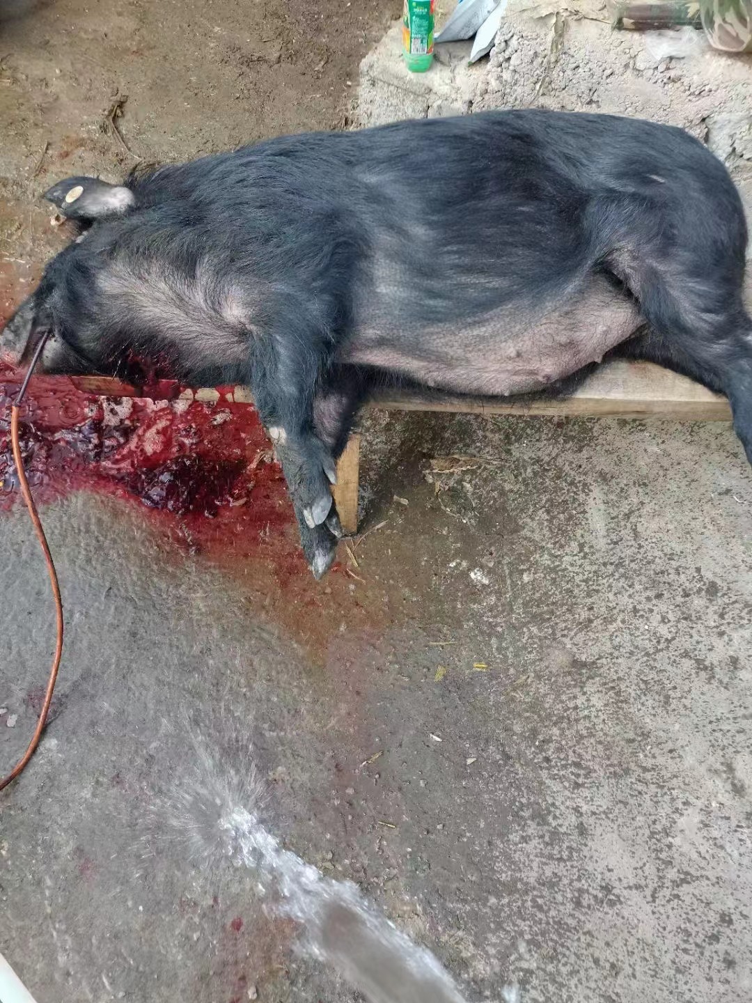 Yunnan farmers free range black pork, a whole head of freshly killed black pigs, Tibetan fragrant pig feet and viscera, free range for 2-4 years