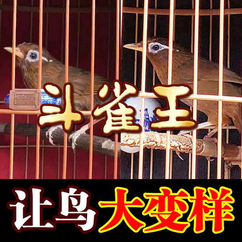 斗雀王斗鸟料 手工画眉鸟食饲料 唱鸟料提性壮膘料营养料包邮500g - 图1