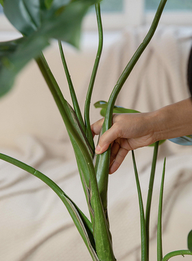 NA家花房仿真绿植客厅装饰摆件
