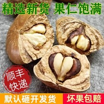 Wild Wind Flow Fruit Big Turtle Turtle Head Guangxi Natural Secret Thick Squamous 500g Soak Wine Tonic for Mens Health