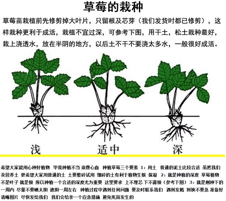 四季草莓苗盆栽带土奶油草莓秧苗食用南北方阳台庭院种植当年结果-图2