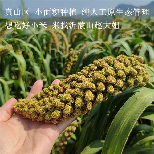黄小米2025新米沂蒙山农家自种食用五谷杂粮月子米宝宝小黄米500g - 图1