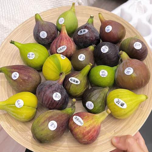 无花果苗盆栽地栽当年结果矮生无花果树苗南方北方室内外阳台种植 - 图1