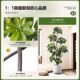 Simulated green plant duck foot wood high-end light luxury potted plant