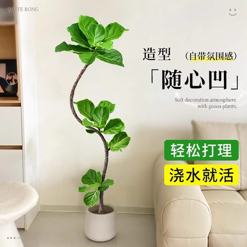 造型琴叶榕客厅大型绿植老桩高级感室内盆栽植物大叶好养大号落地 - 图0