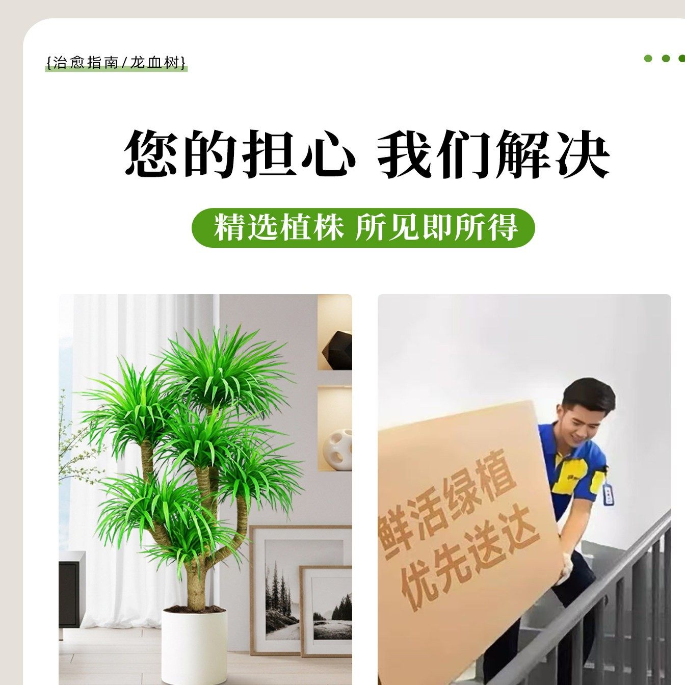 龙血树客厅绿植盆栽真树办公室内大型老桩盆景招财旺宅多头龙须树,淘宝优惠券,粉丝福利购,淘宝优惠卷