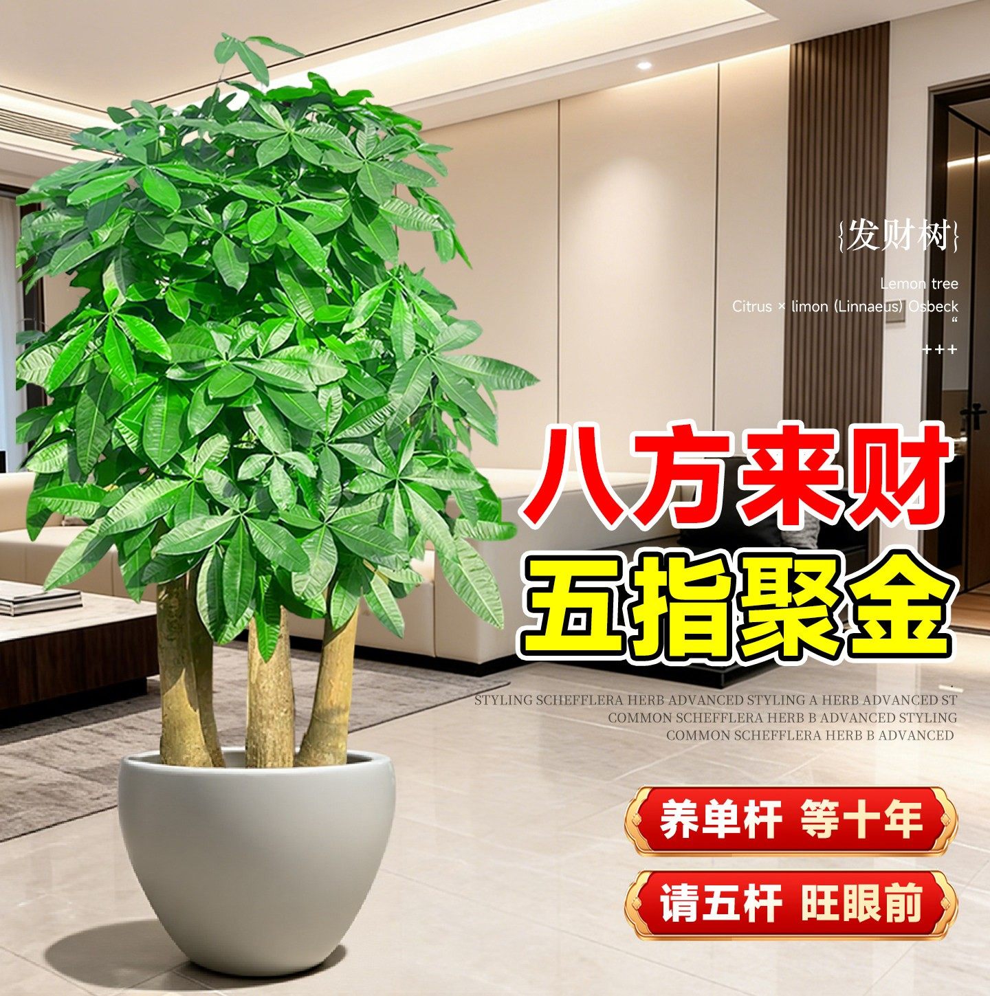 五杆发财树客厅盆栽大乔迁之喜三杆步步高客厅旺宅盆景办公室四季,淘宝优惠券,粉丝福利购,淘宝优惠卷