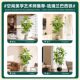 Elegant large green indoor plant pots