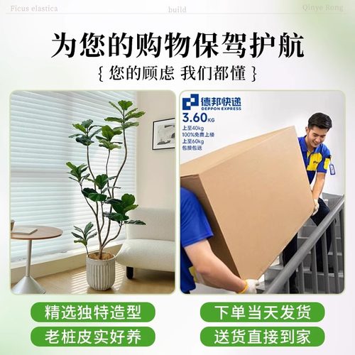 造型琴叶榕客厅大型绿植老桩高级感室内盆栽植物大叶好养大号落地 - 图2