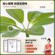Simulated green plant duck foot wood high-end light luxury potted plant