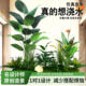 Landscape bionic fake green plants simulated green plants landscape balcony high-end layout ornaments indoor landscape combination