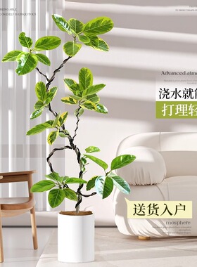 花叶黄金榕客厅绿植橡皮树富贵榕盆栽室内大型植物落地大号绿植