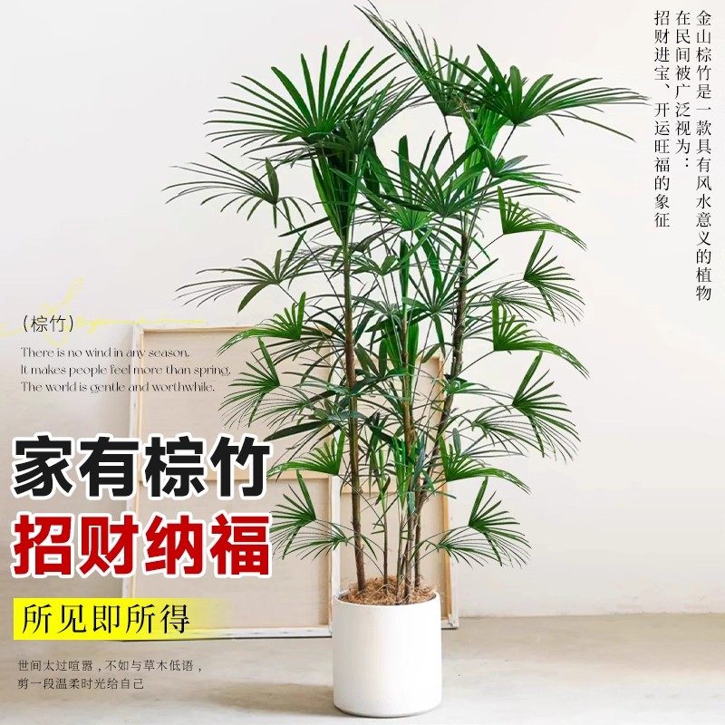 金山棕竹盆栽室内大型绿植高端大气客厅植物落地四季好养竹子花卉,淘宝优惠券,粉丝福利购,淘宝优惠卷