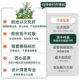 Simulated green plant landscaping combination window decoration fake plant landscaping courtyard layout entrance hall indoor atmosphere tree