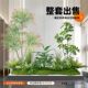 Simulated green plants indoor landscape courtyard cloth