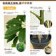 Simulated green plant big leaf umbrella high-end light luxury potted plant office decoration ornaments living room floor-standing bionic fake tree plant