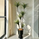 Simulated plant Asparagus tree floor-standing potted indoor large-scale bionic green plant ornaments living room light luxury decorative flower fake tree