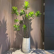 Simulation green planting lilies bamboo large indoor cafe bionic fake potted parlor living-room large floor swing piece decoration