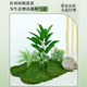 Simulated moss micro-landscape indoor scenery
