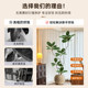 Simulated fake green plants decorating the black diamond rubber tree room