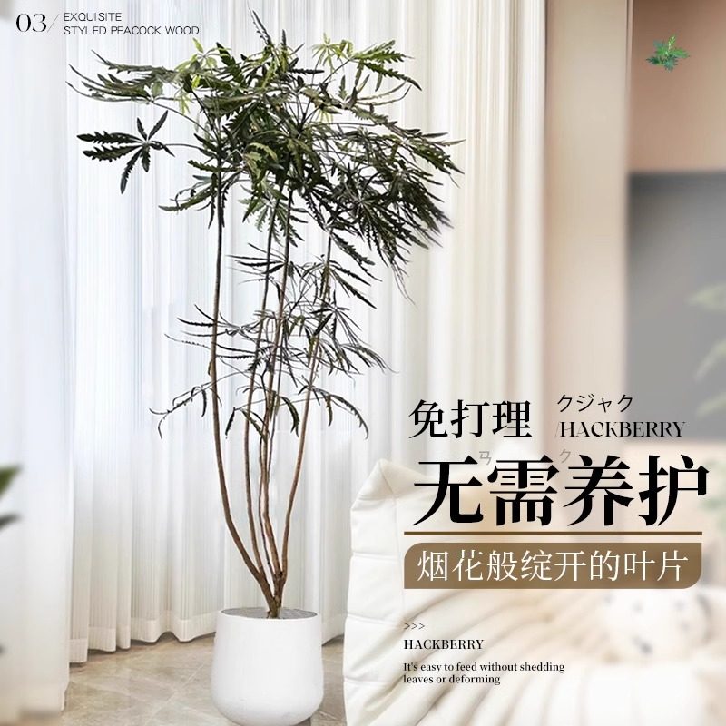 孔雀木绿植室内大型盆栽客厅办公室网红观叶植物落地大号四季好养,淘宝优惠券,粉丝福利购,淘宝优惠卷