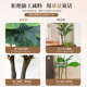 Simulated green plant Ficus fiddleleaf ficus high-end realistic living room