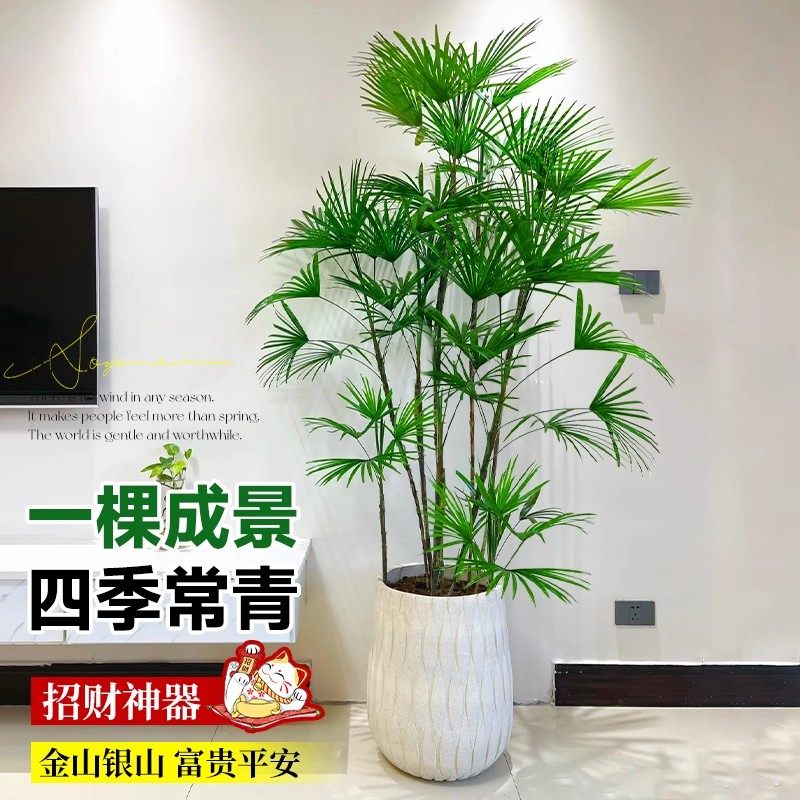 金山棕竹盆栽室内大型绿植高端大气客厅植物落地四季好养竹子花卉,淘宝优惠券,粉丝福利购,淘宝优惠卷