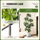 Simulated green plants, high-end light luxury duck foot wood indoor potted plants, large bionic plants, fake trees, living room decorations