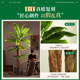 2025 large simulated large leaf banana tree decoration bionic green plant indoor landscaping high-end plant artificial tree ornaments
