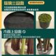 Elegant large green indoor plant pots