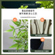 Simulated plant nandina floor-standing potted plant