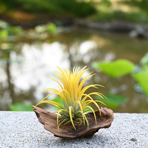 空气凤梨新手福利红黄绿精灵无土植物桌面微景观花卉可开花吸甲醛 - 图0