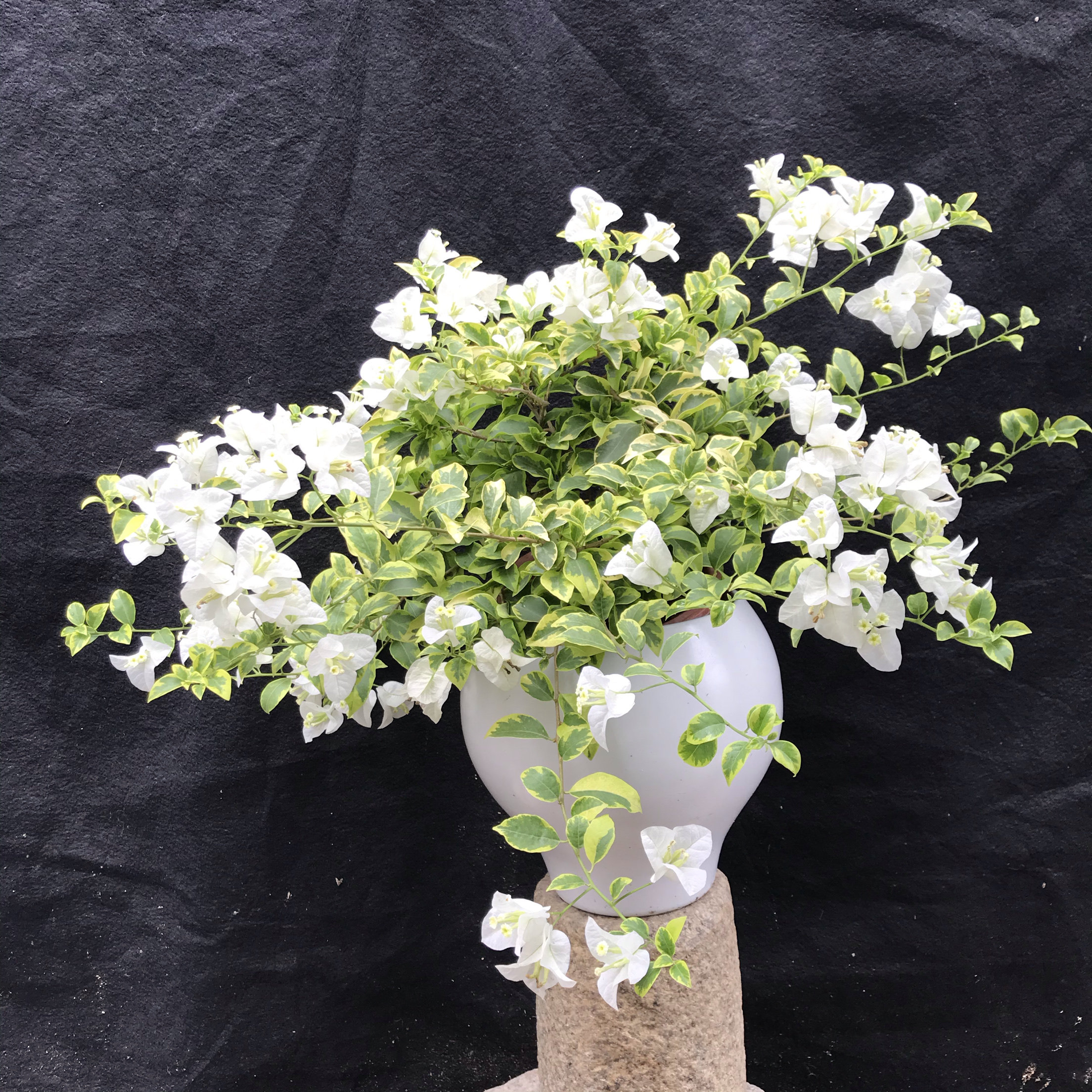 东篱小舍三角梅金边白雪 银边白雪 熊猫 原盆发货 实拍照,淘宝优惠券,粉丝福利购,淘宝优惠卷