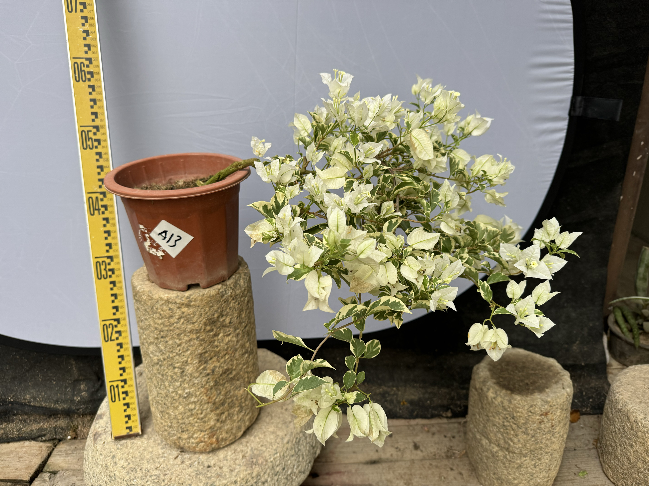 东篱小舍三角梅金边白雪 银边白雪 熊猫 原盆发货 实拍照,淘宝优惠券,粉丝福利购,淘宝优惠卷