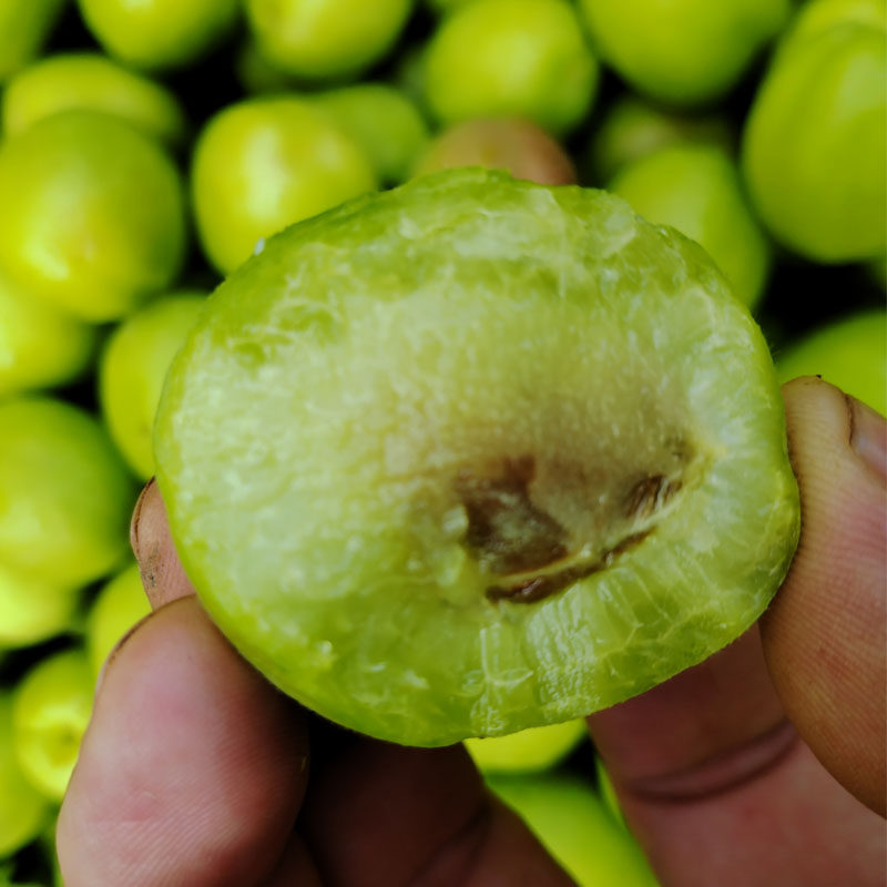 硬核青杏东北甜仁青杏真瓤特产新鲜水果杏子酸杏绿杏孕妇吃酸开胃,淘宝优惠券,粉丝福利购,淘宝优惠卷