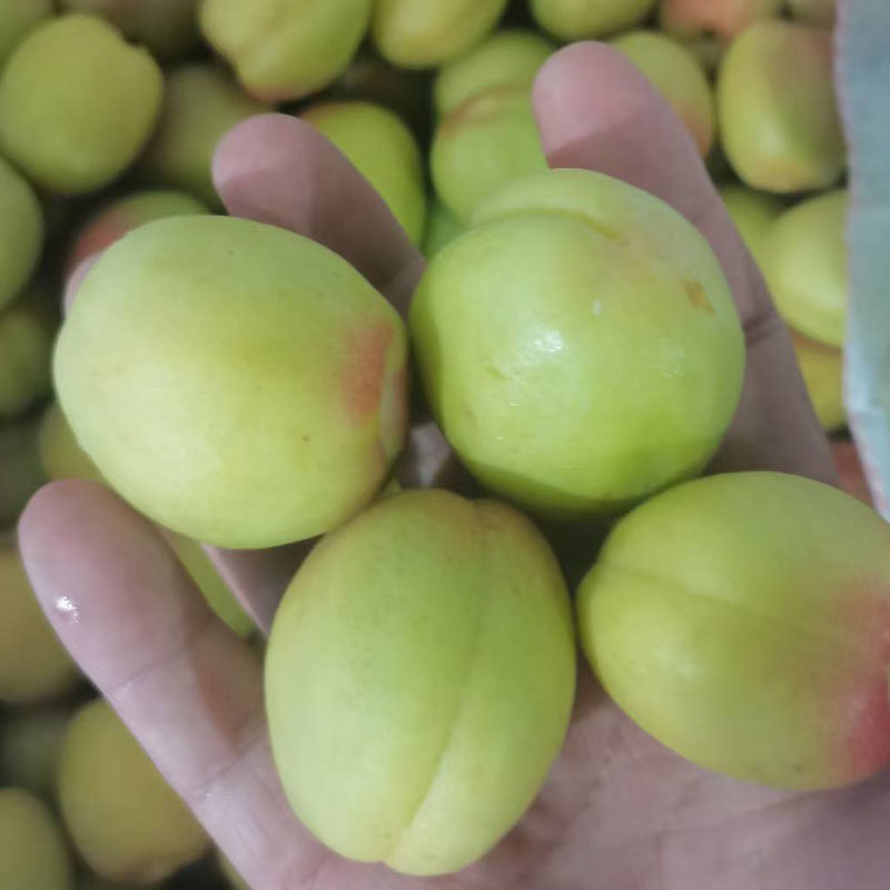 硬核青杏东北甜仁青杏真瓤特产新鲜水果杏子酸杏绿杏孕妇吃酸开胃,淘宝优惠券,粉丝福利购,淘宝优惠卷