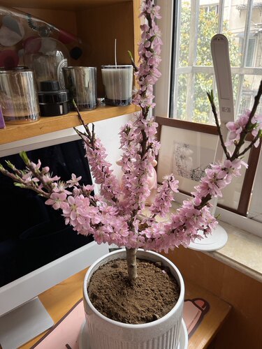 桃花树盆栽四季桃花重瓣阳台庭院南北方种植真实桃花特色花卉好养 - 图3