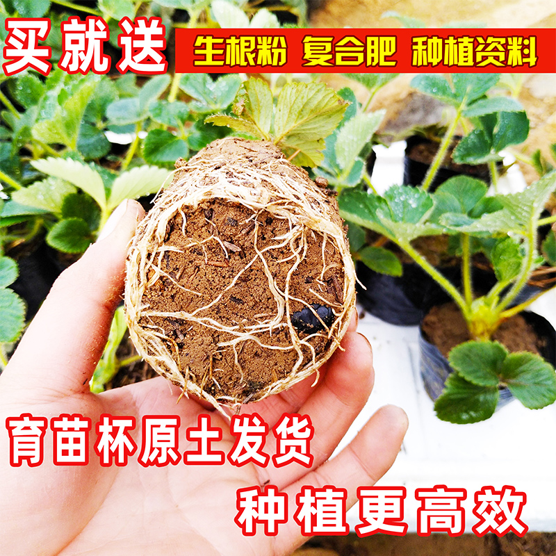 草莓苗带土四季盆栽食用室内阳台庭院南北方种植牛奶草莓当年结果 - 图0