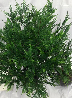 仿真植物柏树绿植侧柏树圣诞盆栽柏树客厅家居装饰摆设厂家