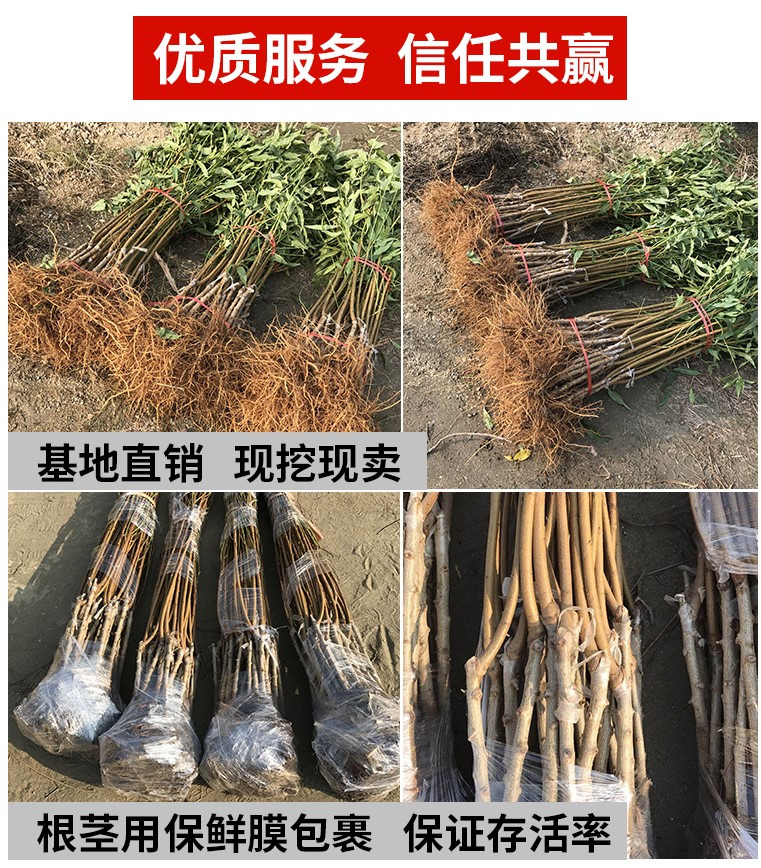 晚熟桃树苗 巨型冬桃 雪里红冬桃苗中华桃王云南冬桃树苗南北方 - 图2