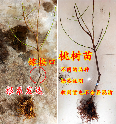 早熟嫁接桃树苗 五月红水蜜桃苗 庭院盆栽果树 水蜜桃子果树苗 - 图2